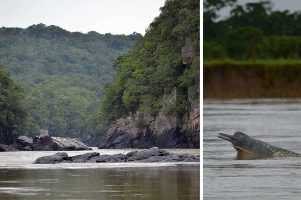 Un total de 51 delfines de río es la última estimación poblacional de esta especie realizada en el departamento del Meta. / Fundación Omacha