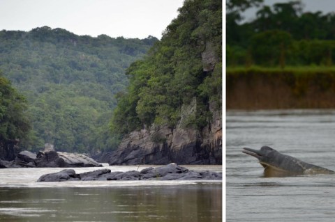 Expedición científica en el Meta registró 51 delfines de río