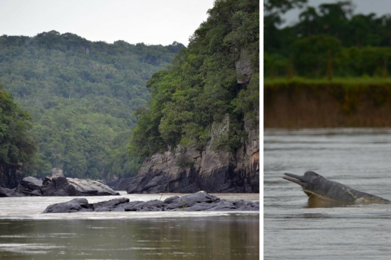 Expedición científica en el Meta registró 51 delfines de río