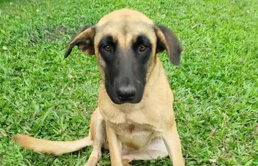 Perrita Lula vuelve a la fundación tras un año y medio con su familia adoptiva
