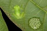 A proteger la biodiversidad: ¡Para ya es tarde!