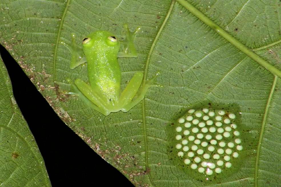 La Hyalinobatrachium colymbiphyllum, mejor conocida como "rana de cristal", tiene una parte inferior transparente que la hace un bioindicador ideal de cómo el calentamiento global y otras amenazas están afectando a los animales en los bosques. / Wikimedia Commons