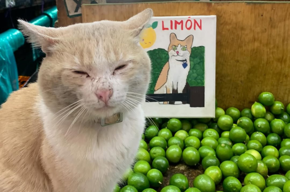Limón, el gato adoptado que conquistó la Central de Abastos y las redes sociales