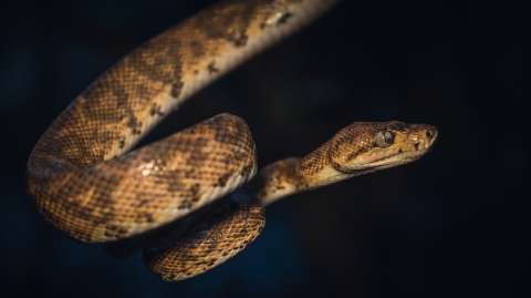 El uso de la fauna silvestre: un tema en crisis en Colombia