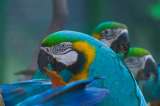 En Cartagena han liberado más de 1.000 animales silvestres en 2024