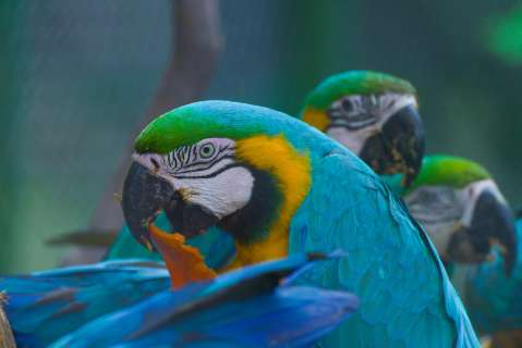 ¿Dónde ver animales de cerca sin maltratarlos? Tres lugares ideales en Colombia