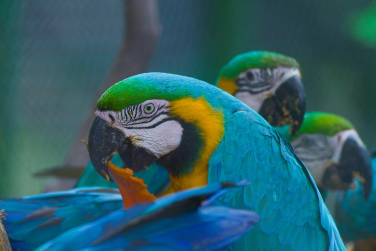 En Cartagena han liberado más de 1.000 animales silvestres en 2024
