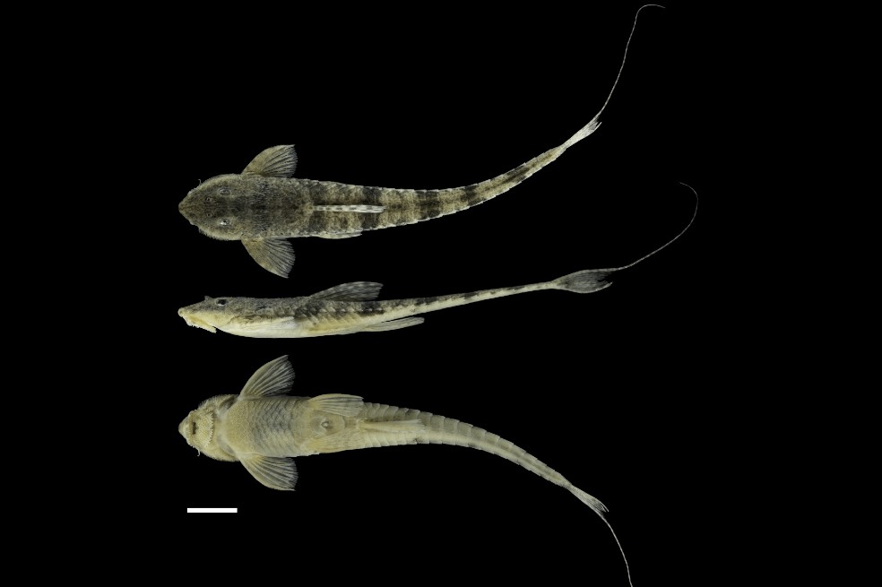 Este ejemplar hace parte a la especie Rineloricaria giua y vive en la cuenca del Magdalena.