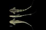 En Colombia, investigadores de la UdeA descubren dos nuevas especies de peces