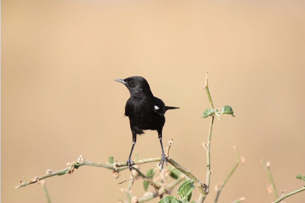 "Levantó la mirada y vio regresar al pájaro negro, que ya estaba más grande".