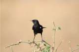 Un pájaro nace (Cuentos de sábado en la tarde)