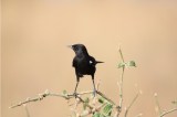 Un pájaro nace (Cuentos de sábado en la tarde)