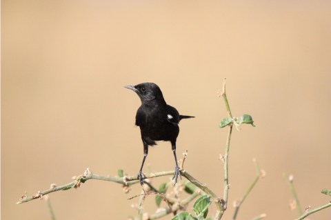 Un pájaro nace (Cuentos de sábado en la tarde)