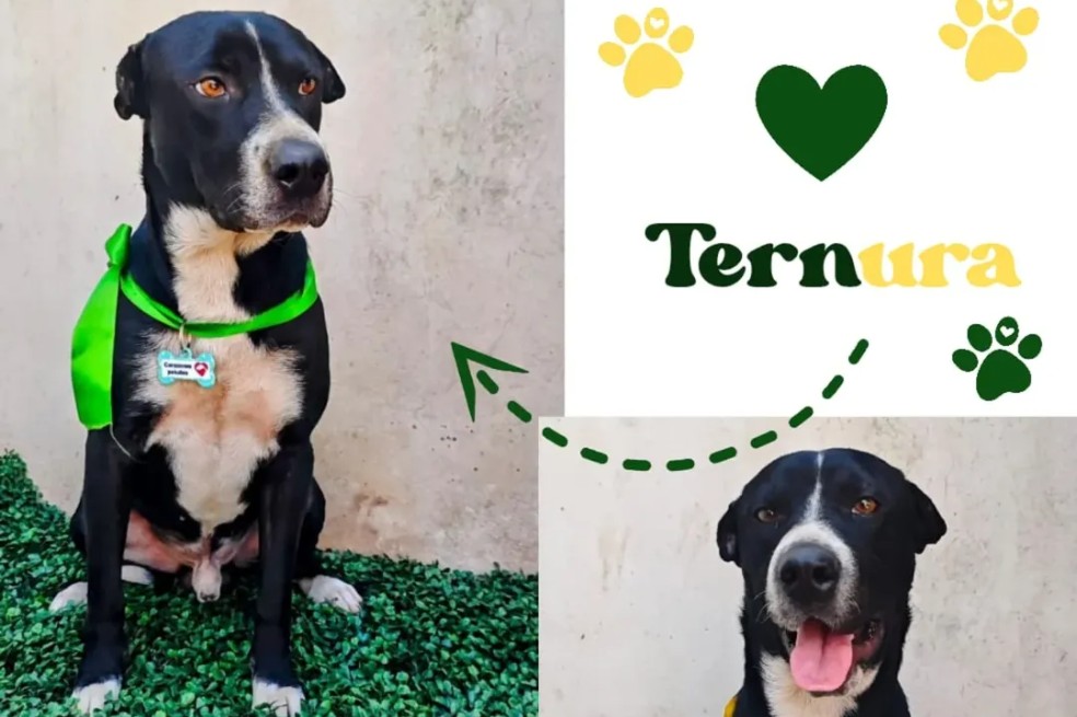 Ternura busca un hogar responsable.