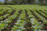 British American Tobacco no producirá más tabaco en Colombia