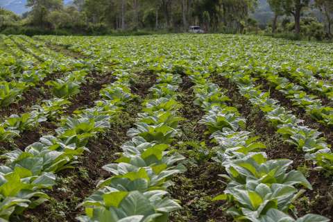 British American Tobacco no producirá más tabaco en Colombia