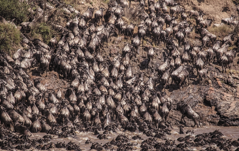 Los ñus son mamíferos cuadrúpedos que solo existen en África. Foto: Patricia Martinez Sastre/EFE