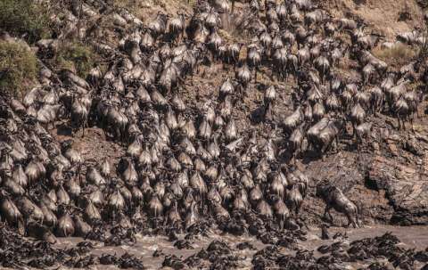 La fotógrafa que registró la migración de ñus en África que no tuvo testigos