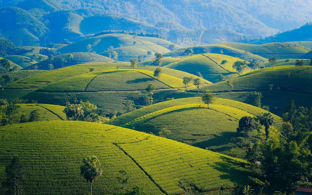 El 21 de mayo se celebra el Día Internacional del Té.
