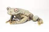 Nueva especie de rana fue bautizada en honor al escritor de El Señor de los Anillos