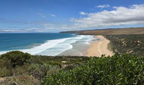 Más de 400 especies marinas afectadas por floración de alga tóxica en Australia