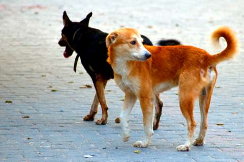 Donatón en Villavicencio por los animales sin hogar: así puede ayudar