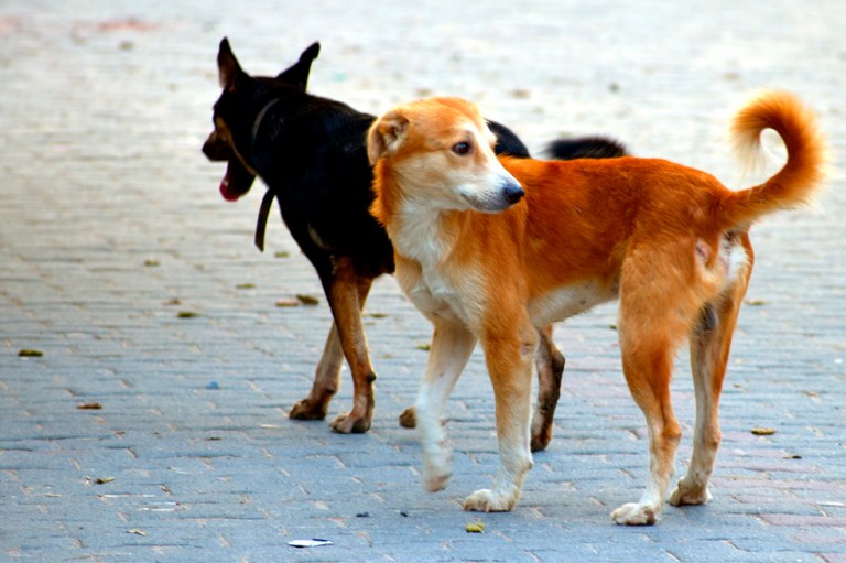 ¡Cuidemos a los animales en fechas de celebración! Mascotas sufren por la pólvora
