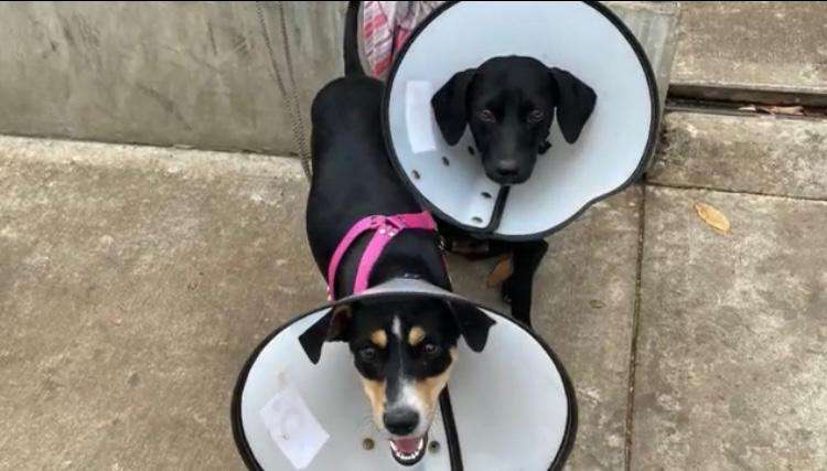 Indignación en Cali por hombres que amarraron a dos perritas a una reja y las abandonaron