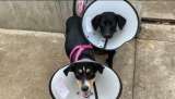 Indignación en Cali por hombres que amarraron a dos perritas a una reja y las abandonaron