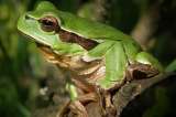 La crisis climática está envejeciendo a peces, anfibios y reptiles