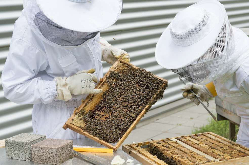Según los apicultores, hace dos años se disminuyó la población de abejas debido a las sequías. / Pixabay