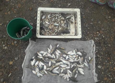 Alarma por muerte masiva de peces en el río Ocoa
