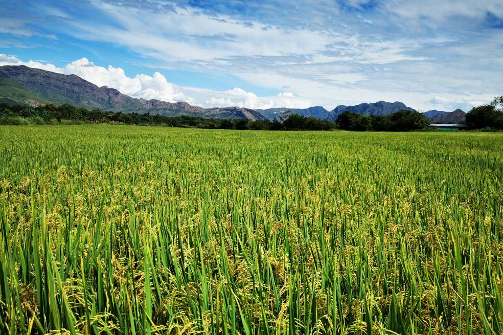El arroz se siembra en más de 210 municipios en 23 departamentos, generando 400 mil empleos directos e indirectos en todo el país.