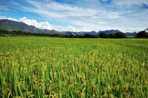 ¿A qué se deben las tensiones entre el Ministerio de Agricultura y los arroceros?