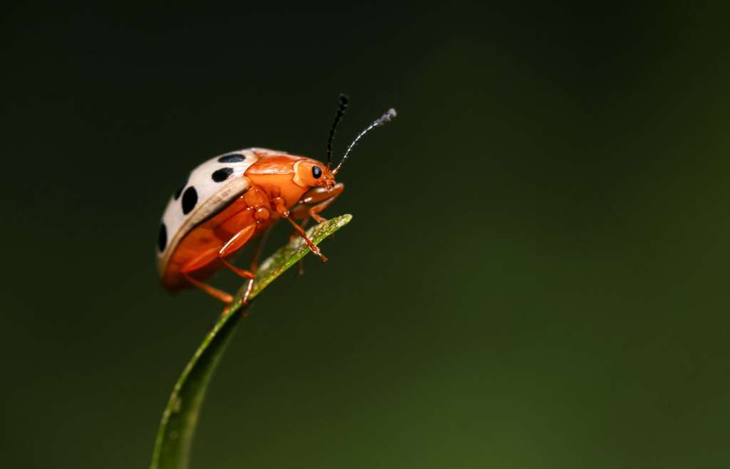 -FOTODELDÍA- AME6518. POÁS (COSTA RICA), 30/07/2024.- Fotografía que muestra una mariquita (coccinellidae), en un bosque el 28 de julio de 2024 en la zona de Poás al noroeste de San José (Costa Rica). Un grupo internacional de científicos, entrelazados con la Escuela de Geografía y Ciencia de la Tierra y Medio Ambiente de la Universidad de Birmingham, descubrieron que los árboles de las zonas tropicales, tienen la capacidad de eliminar el gas metano, que genera parte del calentamiento global del planeta. EFE/Jeffrey Arguedas