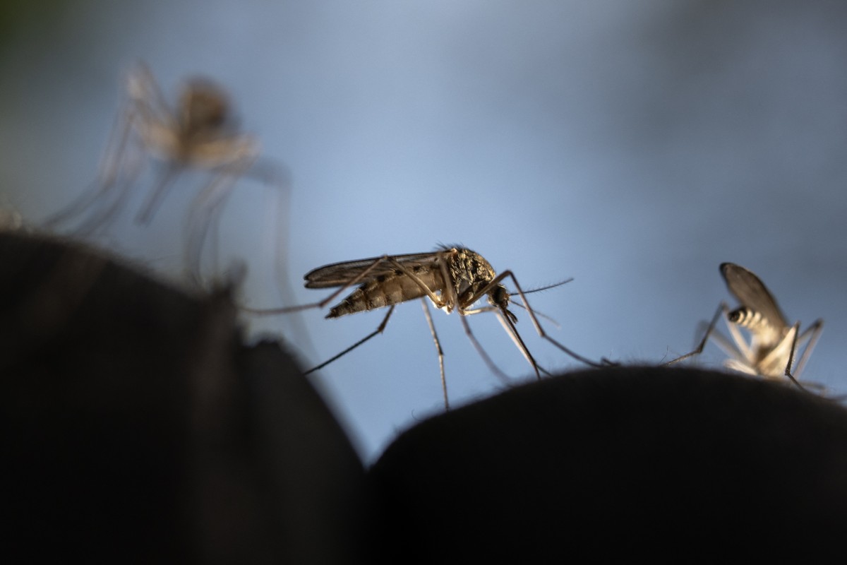 TOPSHOT - (FILES) This photograph shows Mosquitoes trying to sting through a glove in a deep forest near Sundom, western Finland, on June 18 2023.