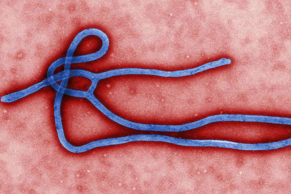 Imagen del virus del ébola. / Public Health Image Librar / Wikimedia - Creative Commons