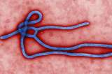 Esfuerzo global para cazar a los virus que amenazan a los humanos