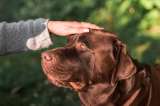 Por esta razón no debe acariciar ni saludar a un perro que no conoce