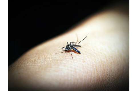 El mosquito común también puede transmitir el Zika