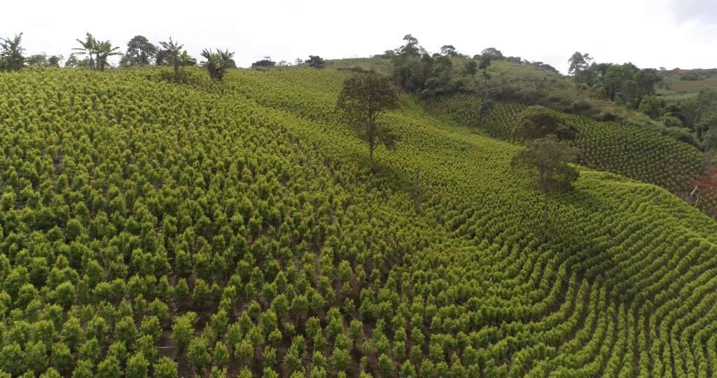Panorámica de cultivos de coca en Buenos Aires, Cauca.
