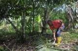 La reforma agraria que avanza, pero no en Tumaco