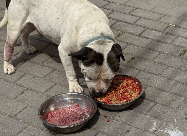Perros de la calle también tendrán cena de Navidad: fundación busca completar mil platos