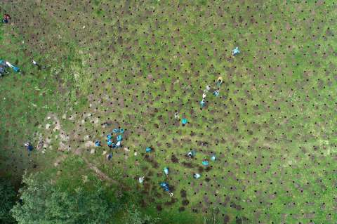 Secretaría de Ambiente lidera la plantación de 20.000 árboles en los Cerros Orientales de Bogotá