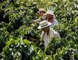 Los esfuerzos para proteger el café colombiano de El Niño y el cambio climático