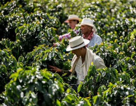 Informe alerta sobre el impacto del calor extremo en los cultivos de café en Colombia