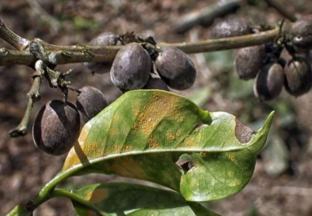 Una de sus metas es pasar algún tiempo en Etiopía, donde miles de arbustos brotan de manera silvestre en el territorio primitivo del café. / Cortesía: Cultura Colectiva News