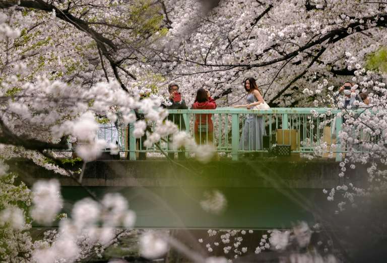 Tokio (Japón), 04/08/2024.- Los visitantes se fotografían entre los cerezos en flor en Tokio, este lunes. Según datos publicados por la Organización Nacional de Turismo de Japón (JNTO), casi 2.79 millones de turistas extranjeros visitaron Japón en febrero, casi el doble que el mismo mes del año pasado. EFE/KIMIMASA MAYAMA