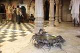 Templo de las ratas, otra curiosidad india convertida en reclamo turístico
