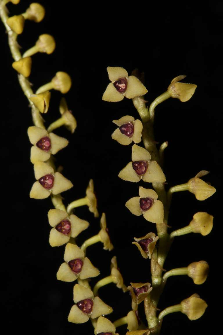 Especie Stelis pusilla